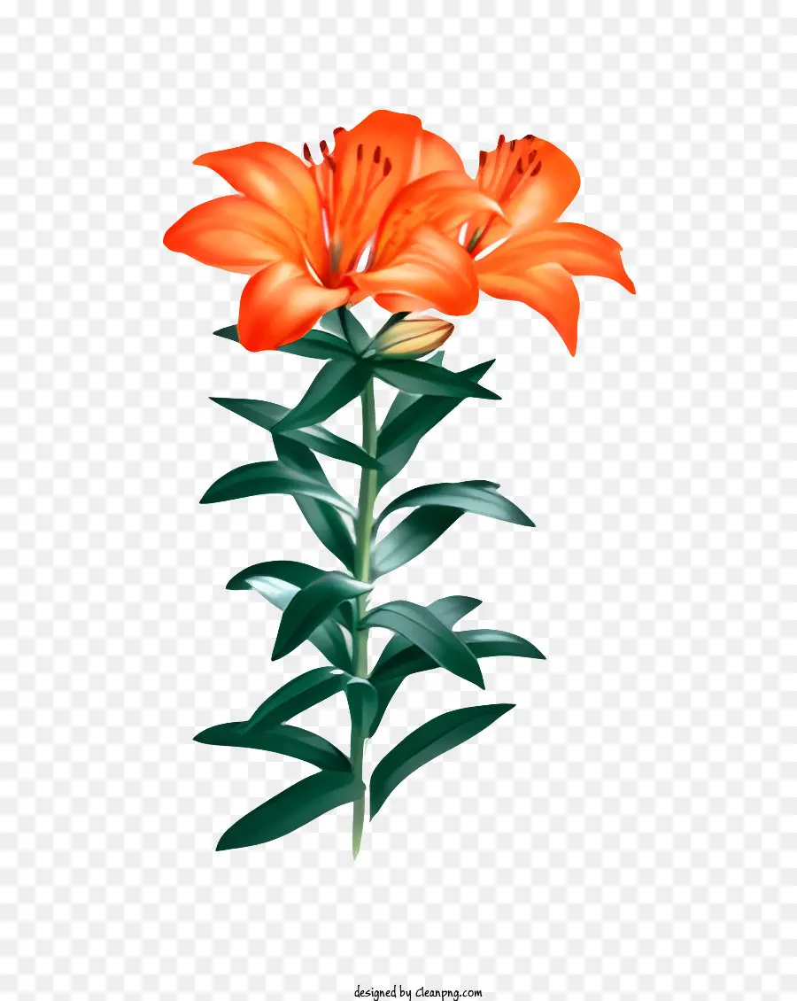 Flor，Lily Planta PNG
