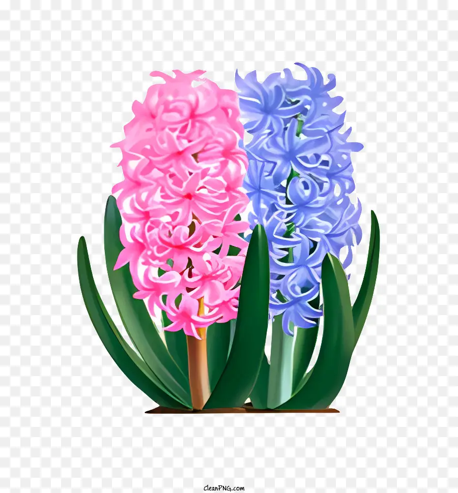 Flor，Jacintos PNG