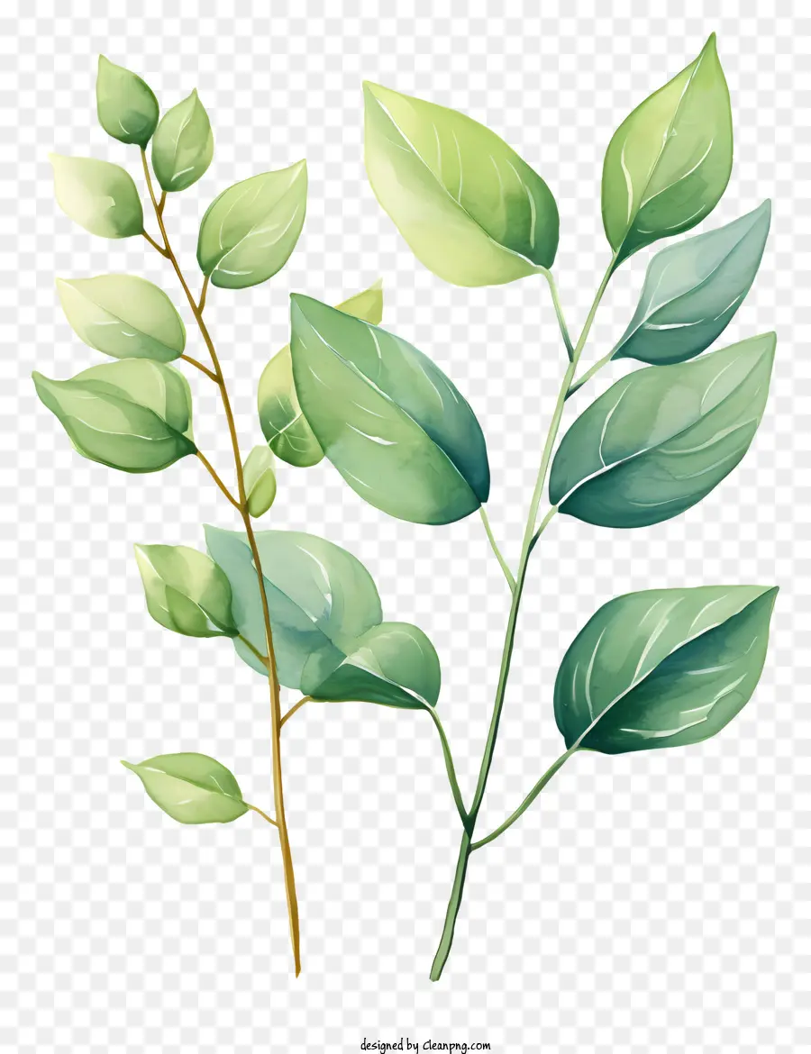 Folhas De Aquarela Desenhadas à Mão，Planta PNG