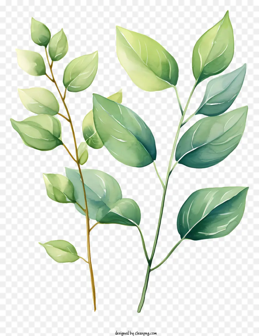 Folhas Em Aquarela Desenhadas à Mão，Planta Verde PNG