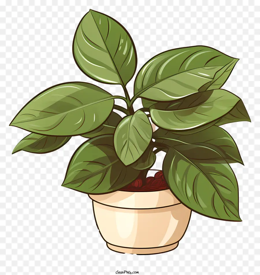 Planta De Café Plana，Planta Verde PNG