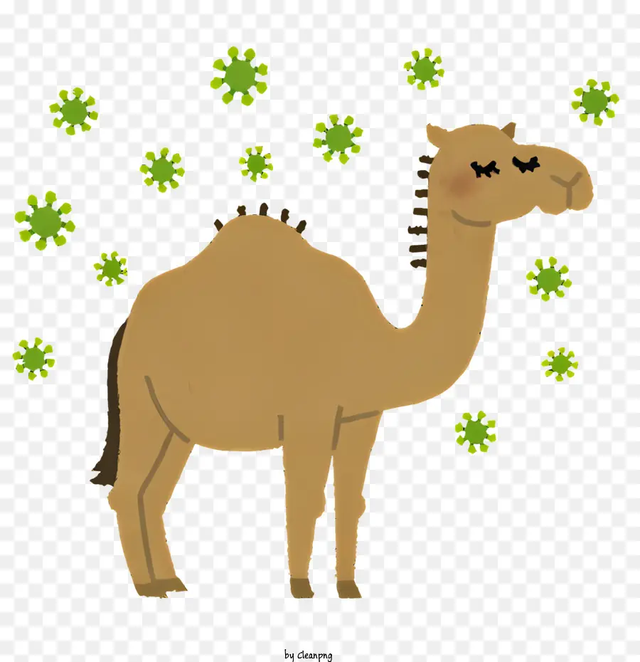 Camelo，Penas Verdes E Marrons PNG