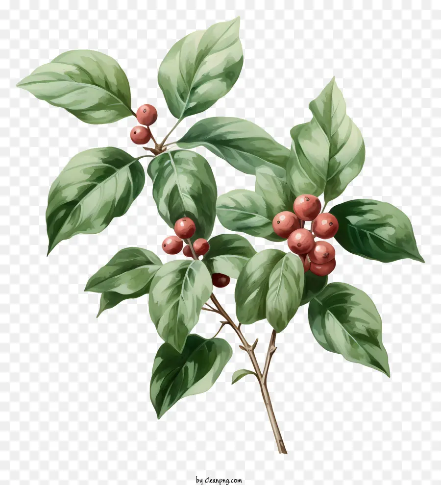 Planta De Café Em Aquarela，Plantar PNG