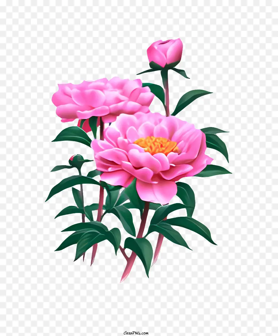 Flor，Peônias Rosa PNG
