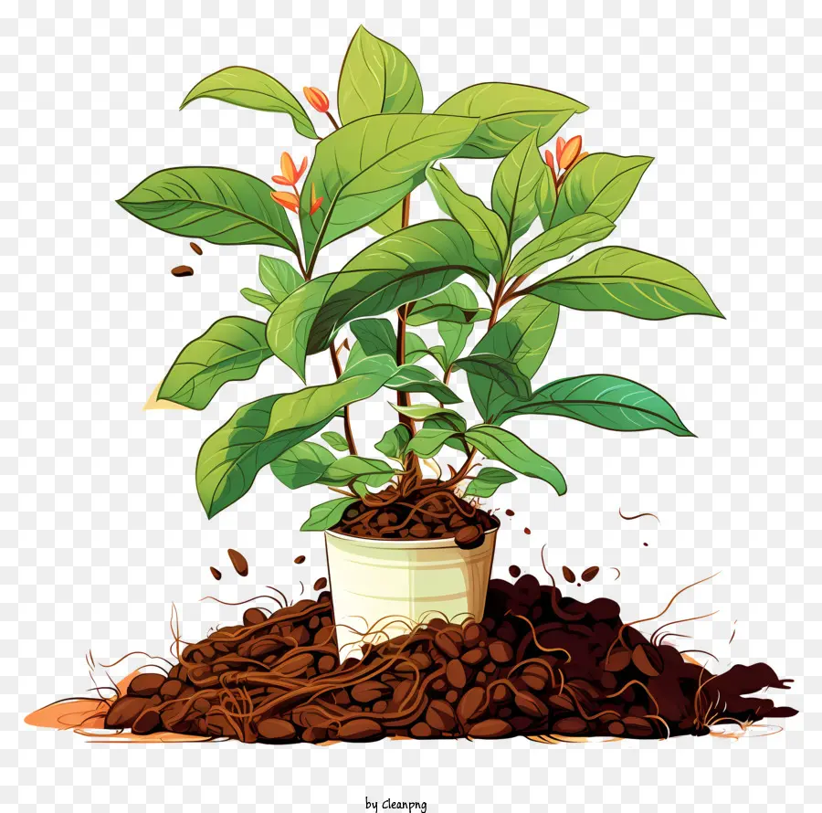 Planta Do Café，Planta De Vaso PNG