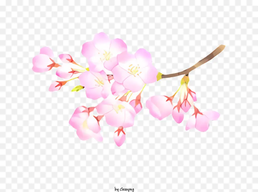 Primavera，Flor De Cerejeira PNG