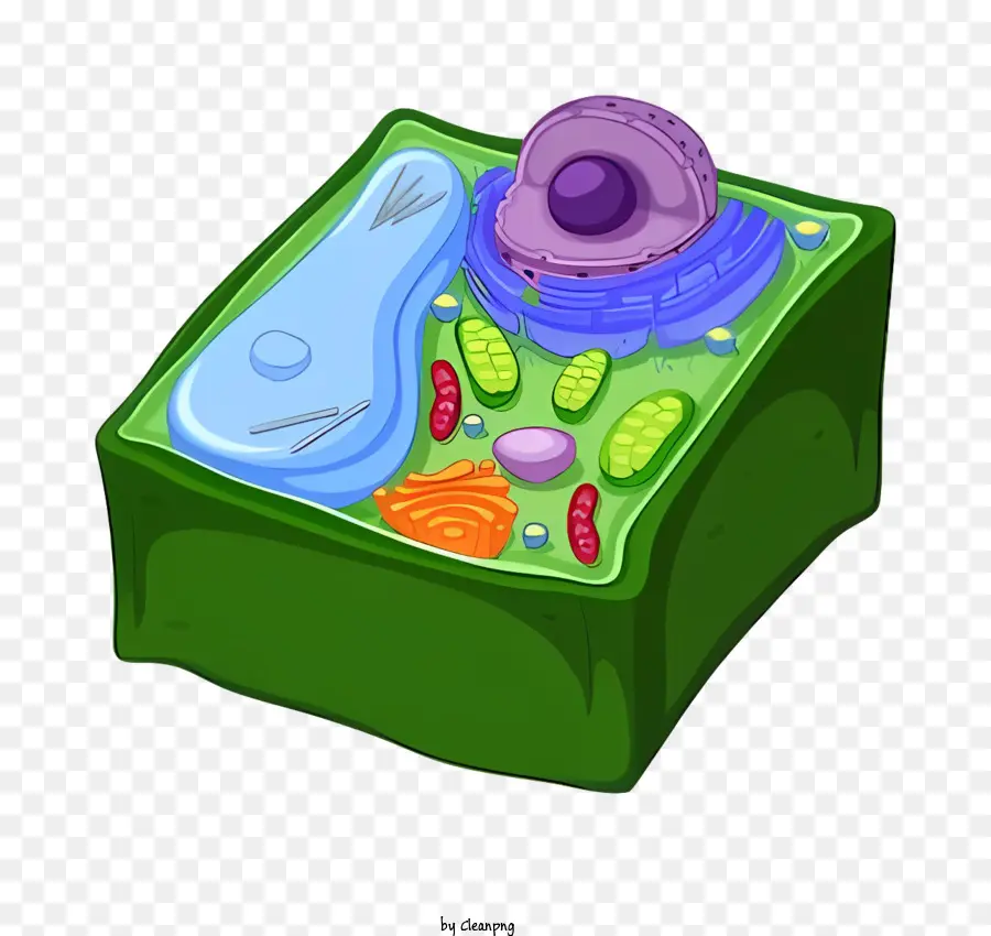 Célula Vegetal，As Membranas Celulares PNG