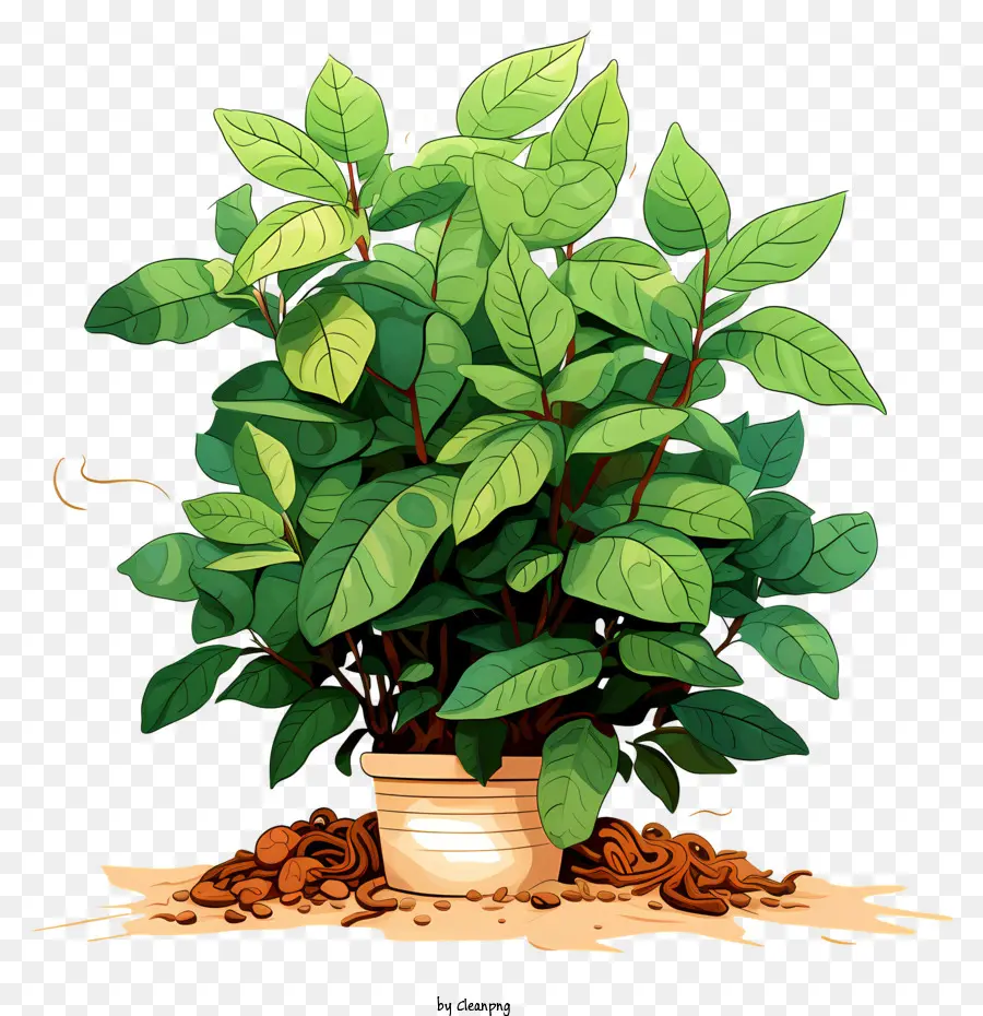 Planta Do Café，Plantas Verdes PNG