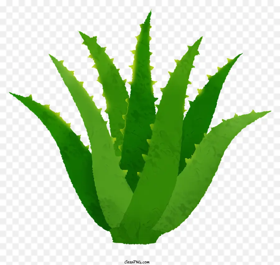Planta Aloe Vera，Folhas Verdes PNG