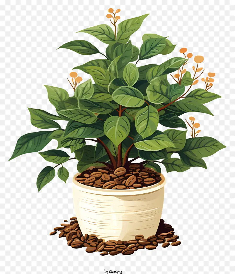 Planta Do Café，Planta Em Grãos De Café PNG