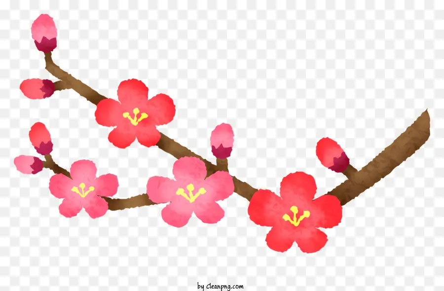 Sakura Floresce，Flor De Cerejeira PNG