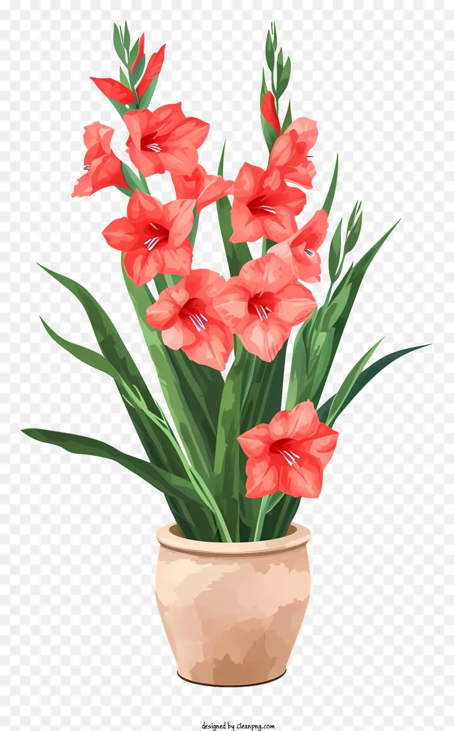 Gladiolus，Flores PNG