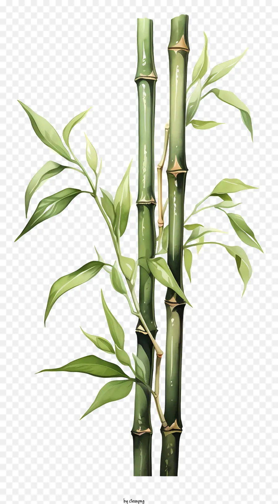 Haste De Bambu Em Aquarela，Planta De Bambu PNG