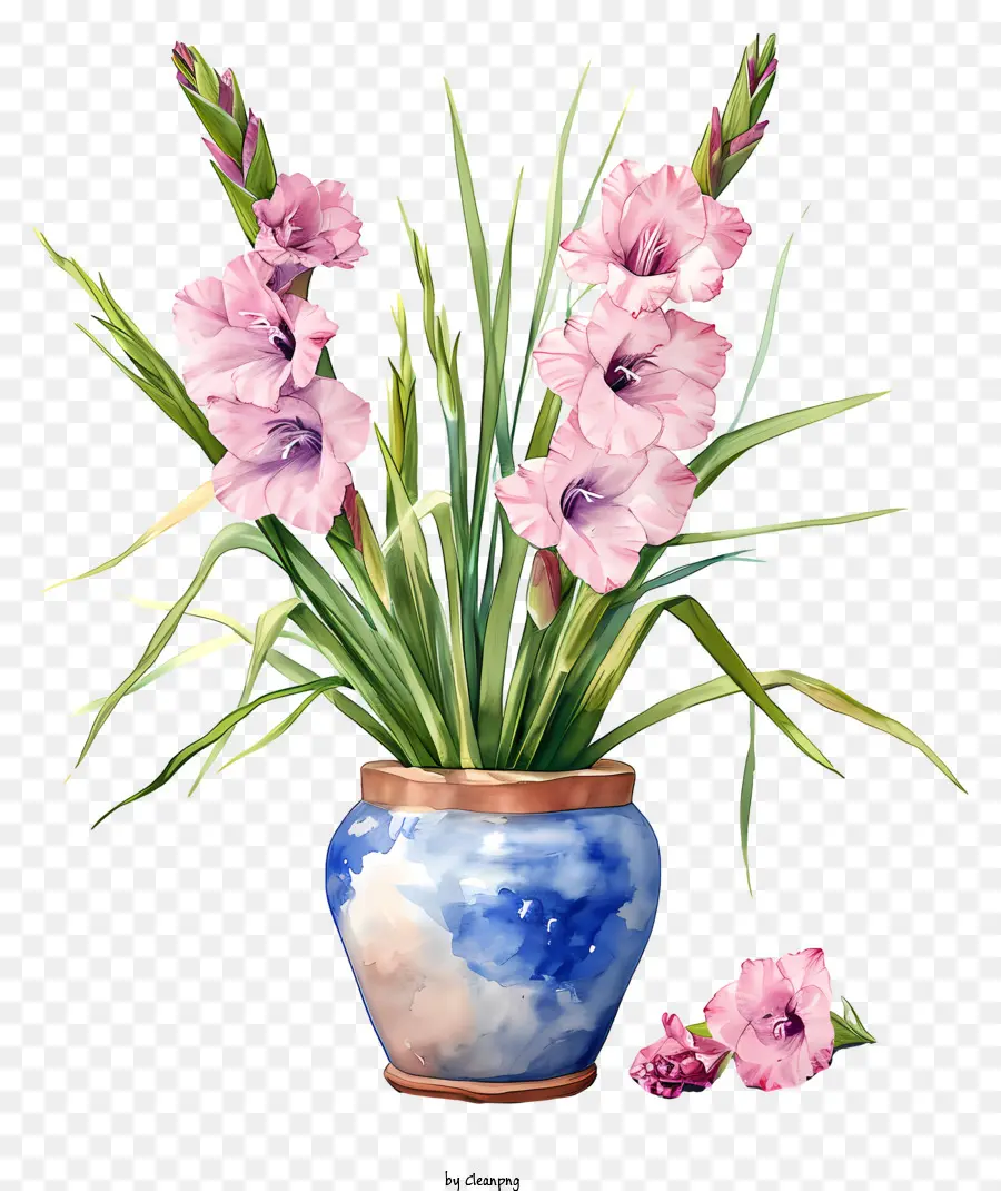 Gladiolus，Flores Cor De Rosa PNG