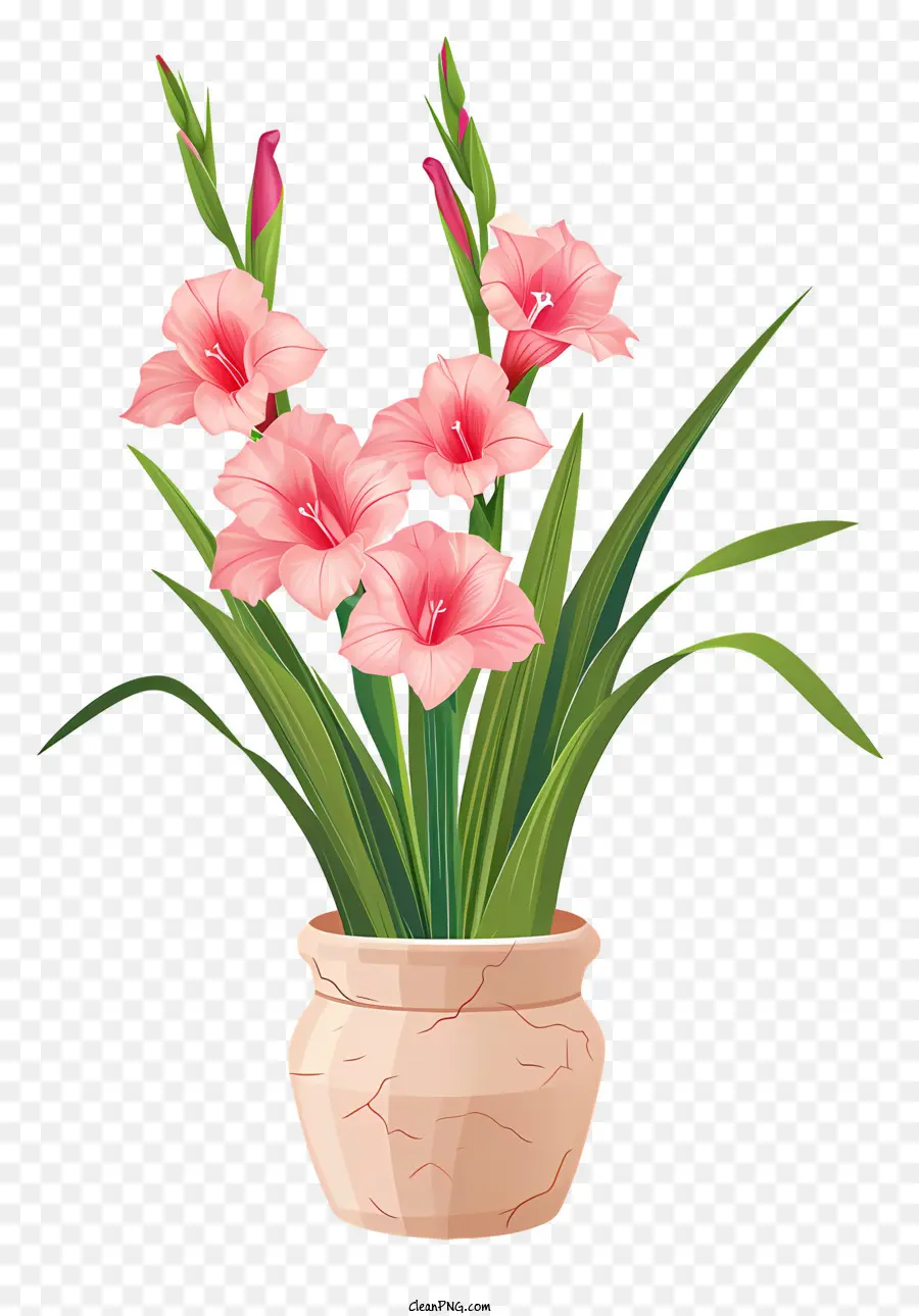 Gladiolus，Vaso De Flores PNG