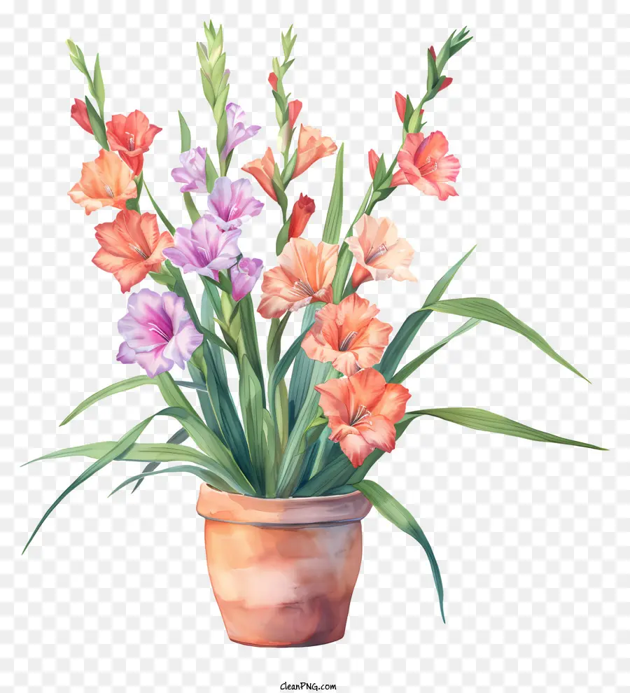 Gladiolus，Arranjo De Flores PNG