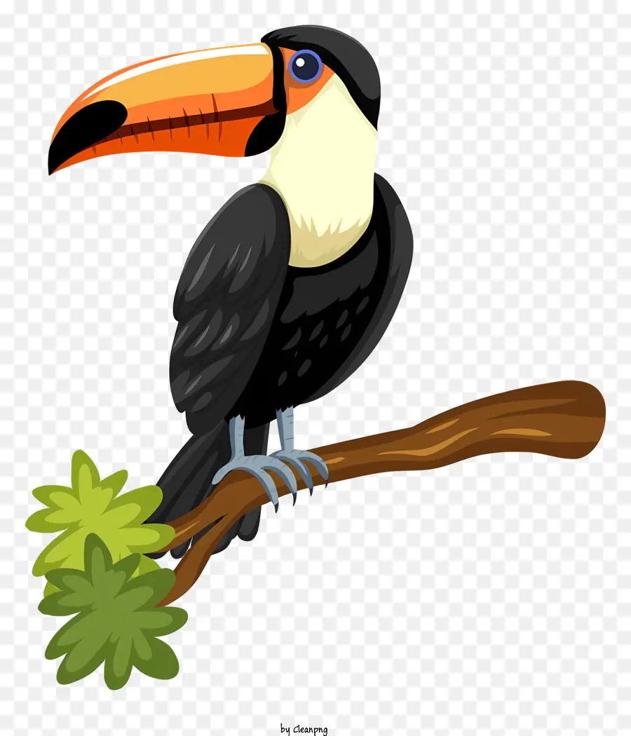 Parrot De Pássaro，Tucano PNG