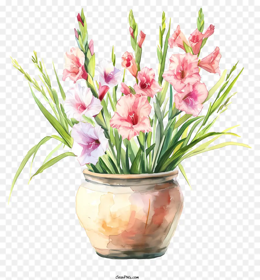 Gladiolus，Cor De Rosa E Flores Brancas PNG