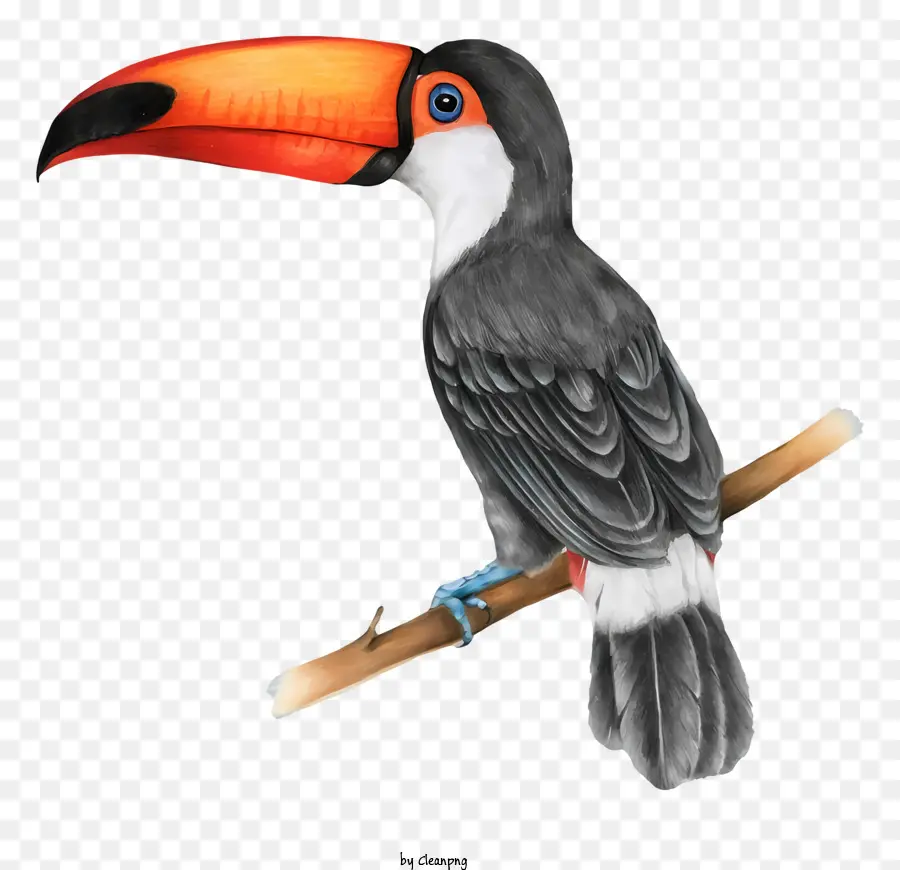 Parrot De Pássaro，Pintura Em Aquarela PNG