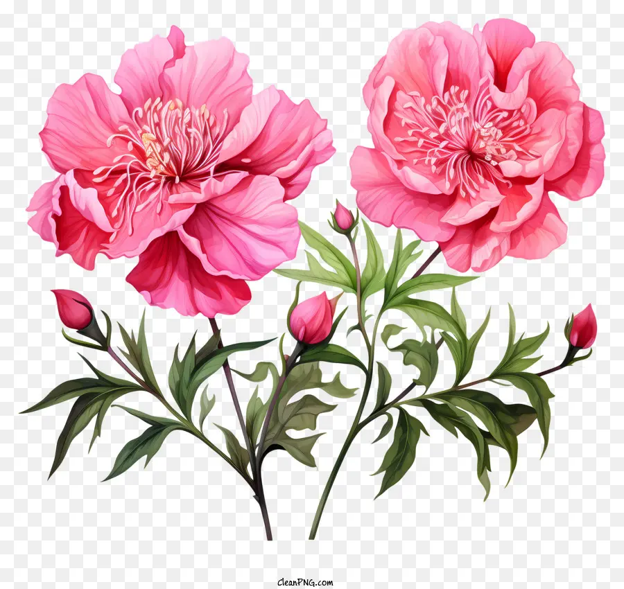 Aquarela Cor De Rosa Da Flor，Peônias Rosa PNG