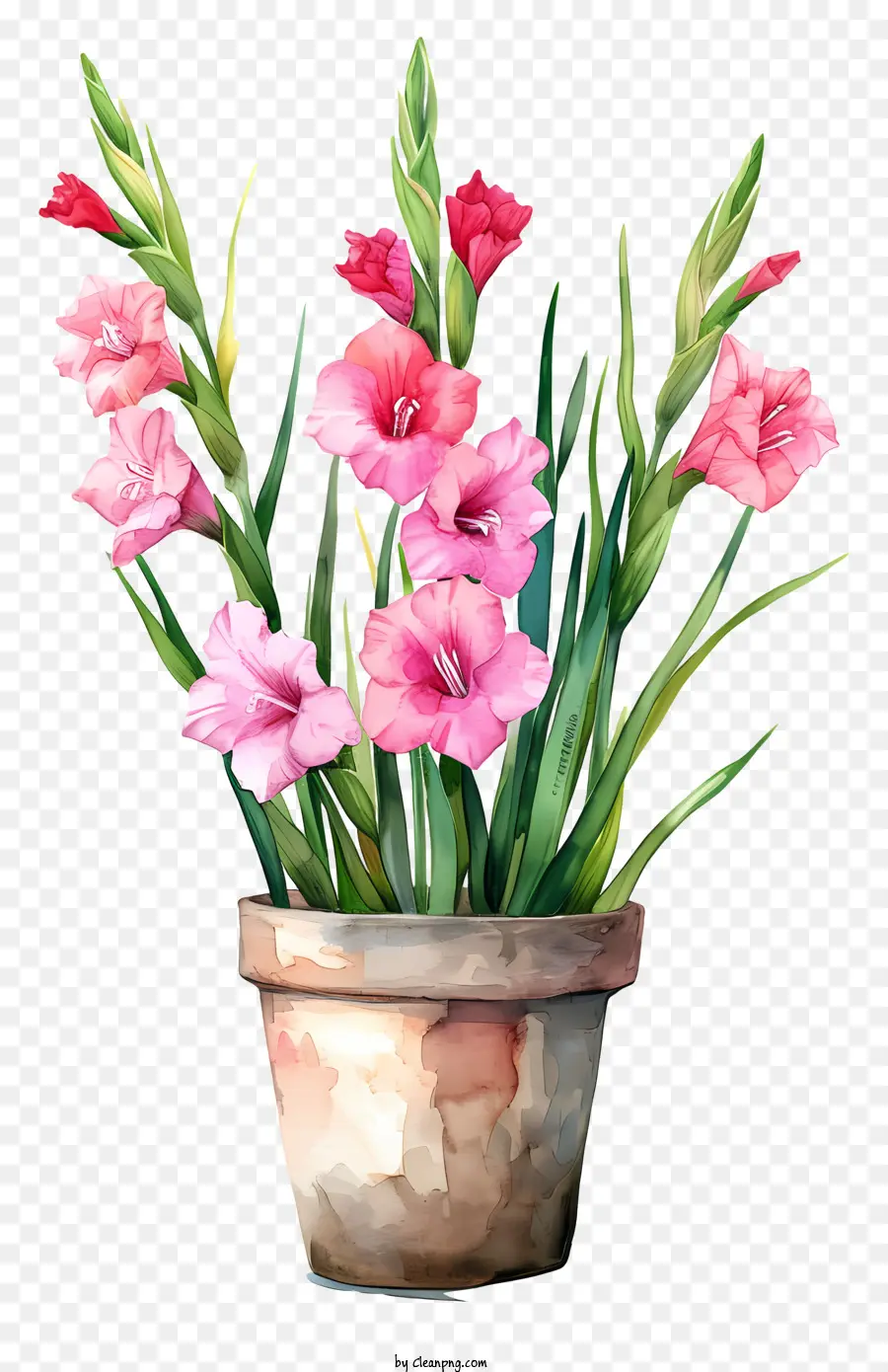 Gladiolus，Vaso De Flor PNG
