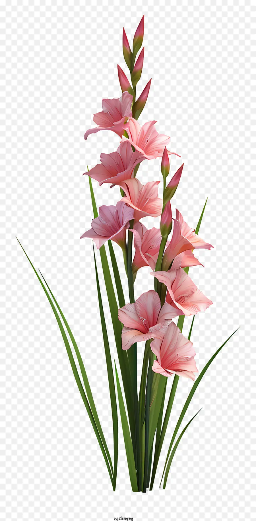 Gladiolus，Flor Rosa PNG
