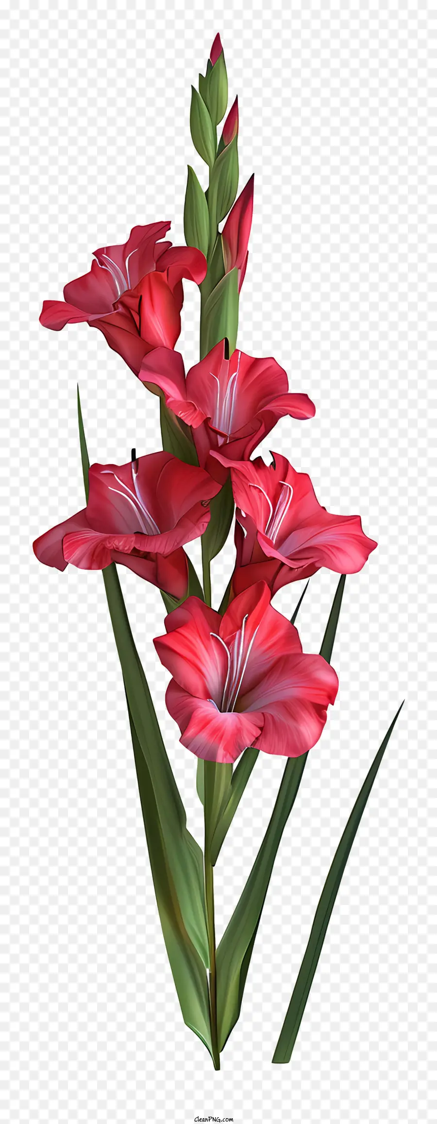 Gladiolus，Flor PNG