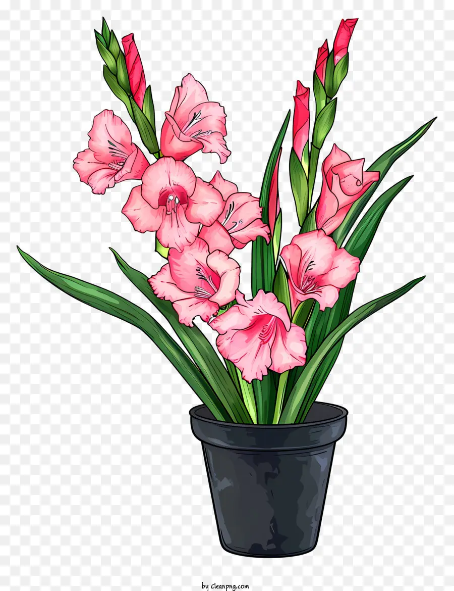 Gladiolus，Vaso De Flor PNG