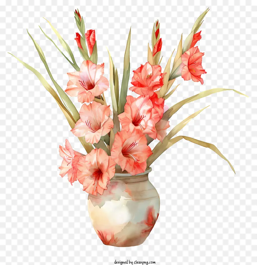 Gladiolus，Vaso Branco PNG