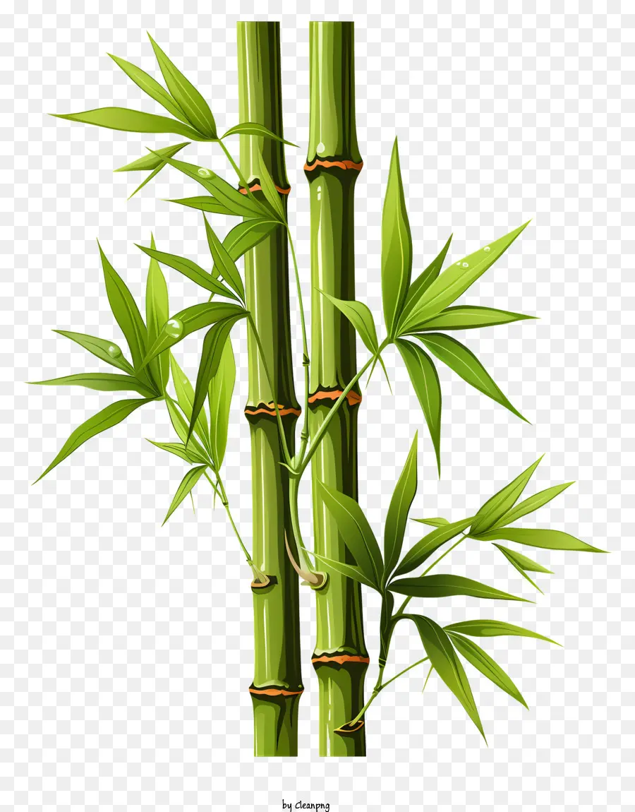 Caule De Bambu Desenhado à Mão，Planta De Bambu PNG