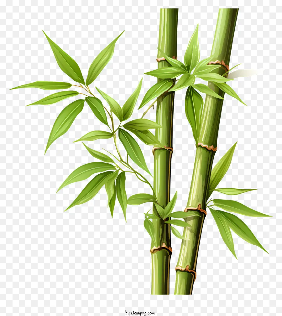 Caule De Bambu Desenhado à Mão，árvore De Bambu PNG