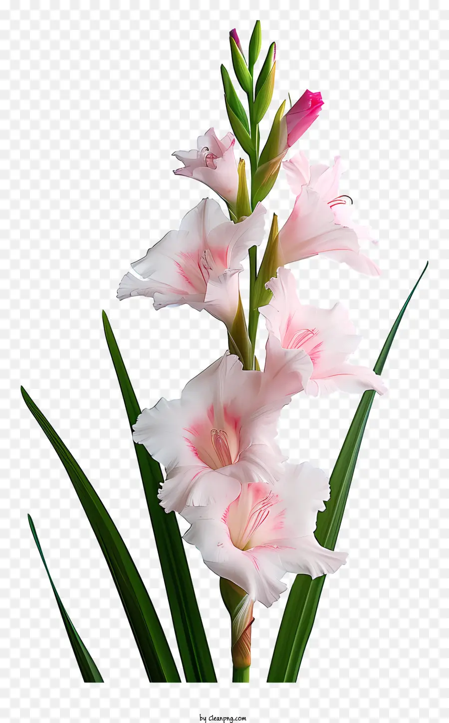 Gladiolus，Cor De Rosa E Flor Branca PNG