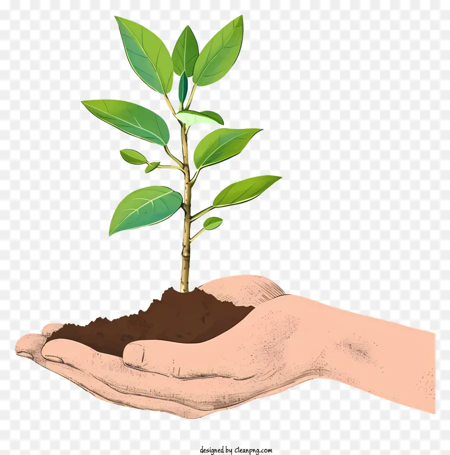 árvore De Plantio Desenhada à Mão，Planta De Retenção à Mão PNG