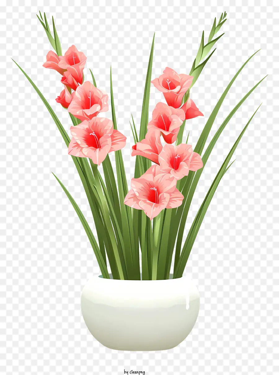 Gladiolus，Rosas Cor De Rosa PNG