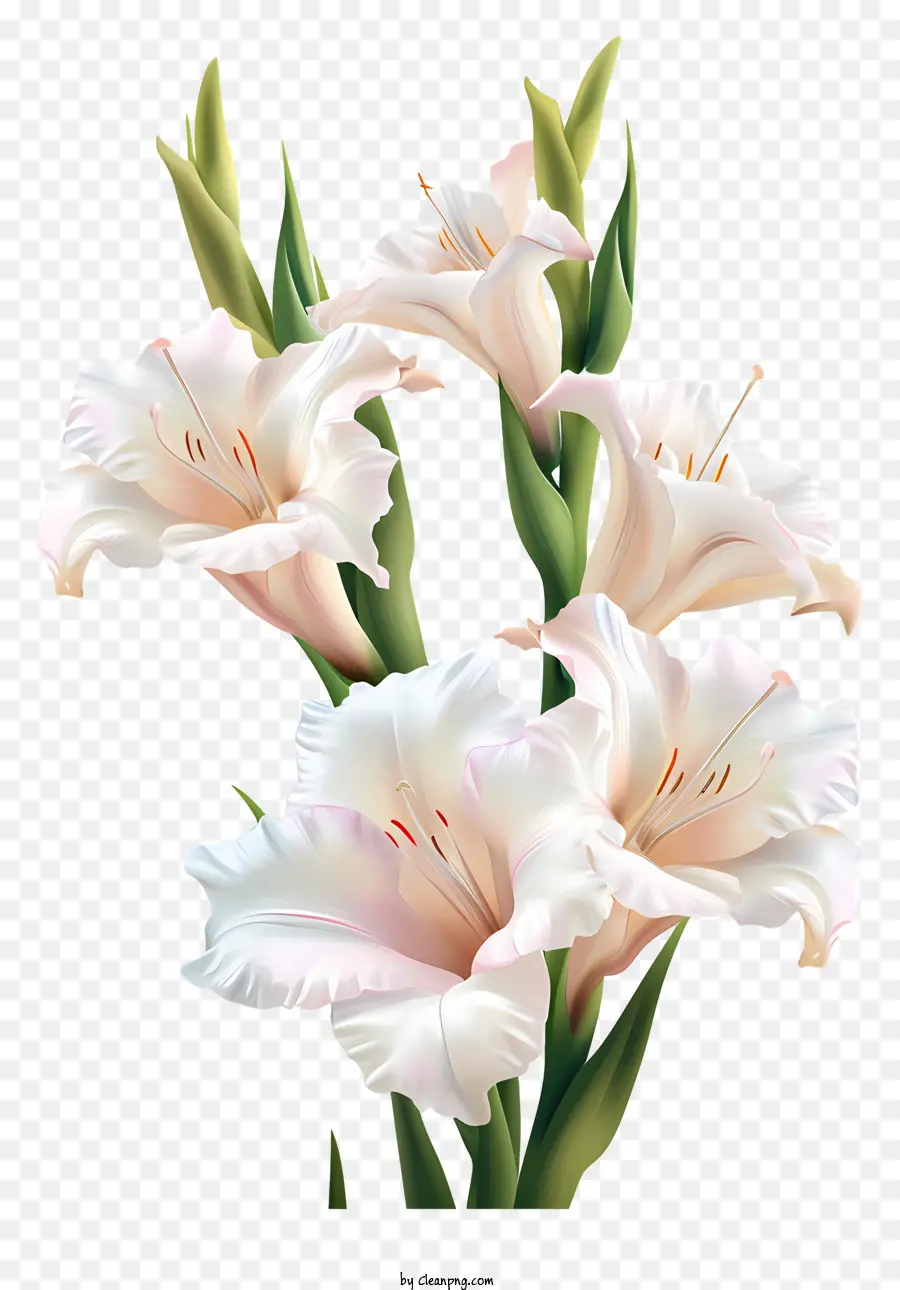 Gladiolus，Gardênia Flores PNG