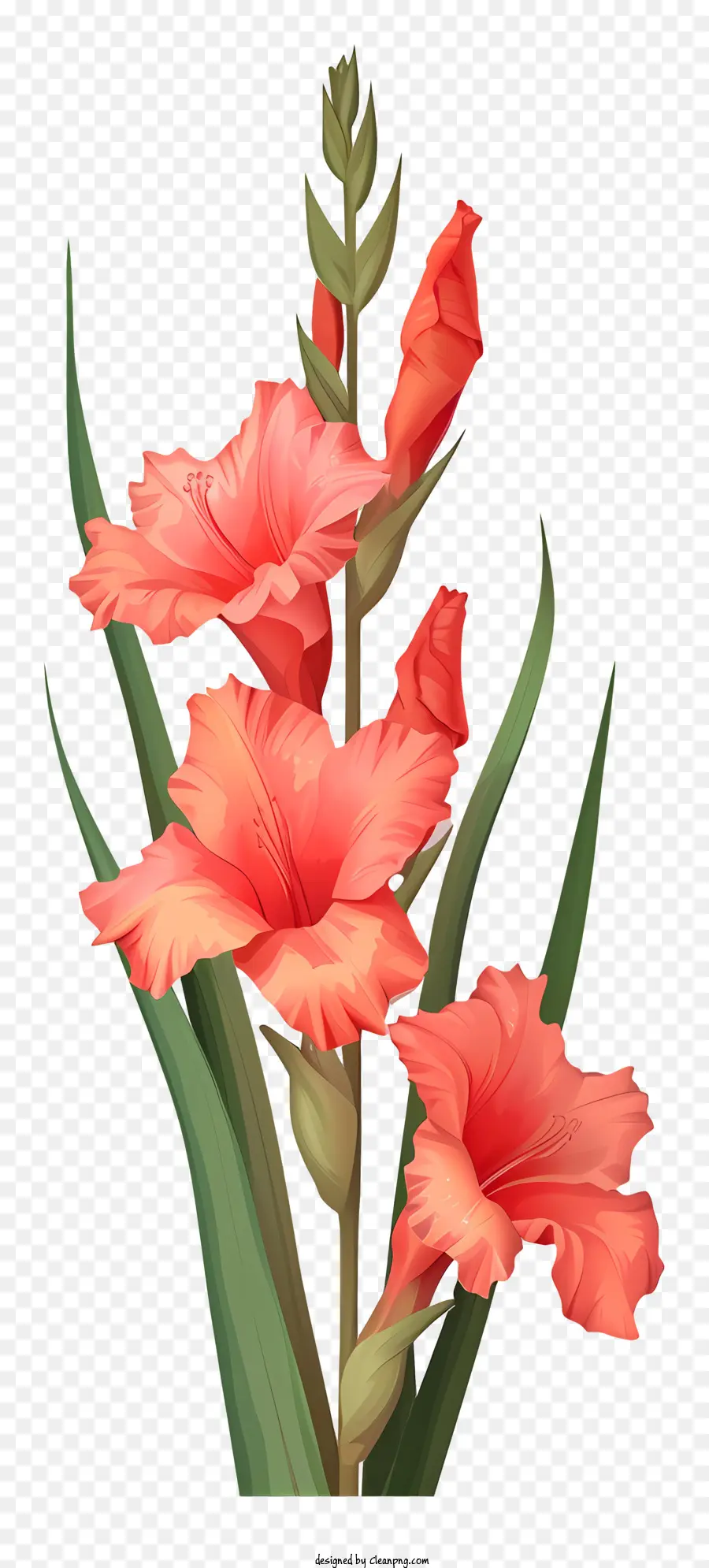 Gladiolus，Rosa Cor De Rosa PNG