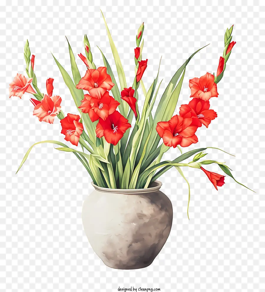 Gladiolus，Flores Vermelhas PNG