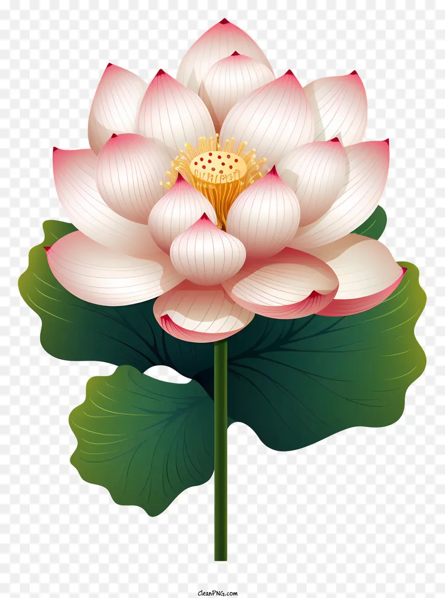 Flor De Lótus Desenhada à Mão，Branca Flor De Lótus PNG