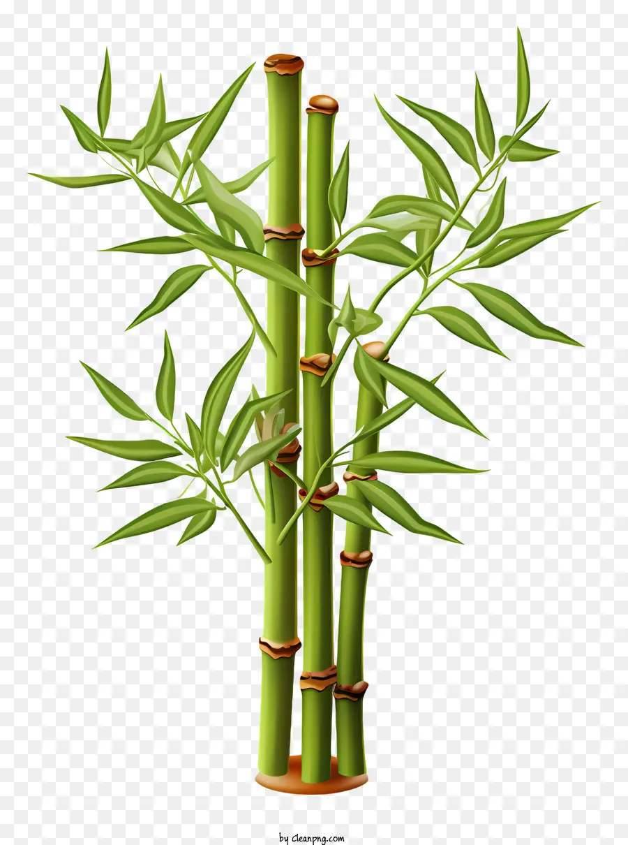 Caule De Bambu Plano，Planta De Bambu PNG