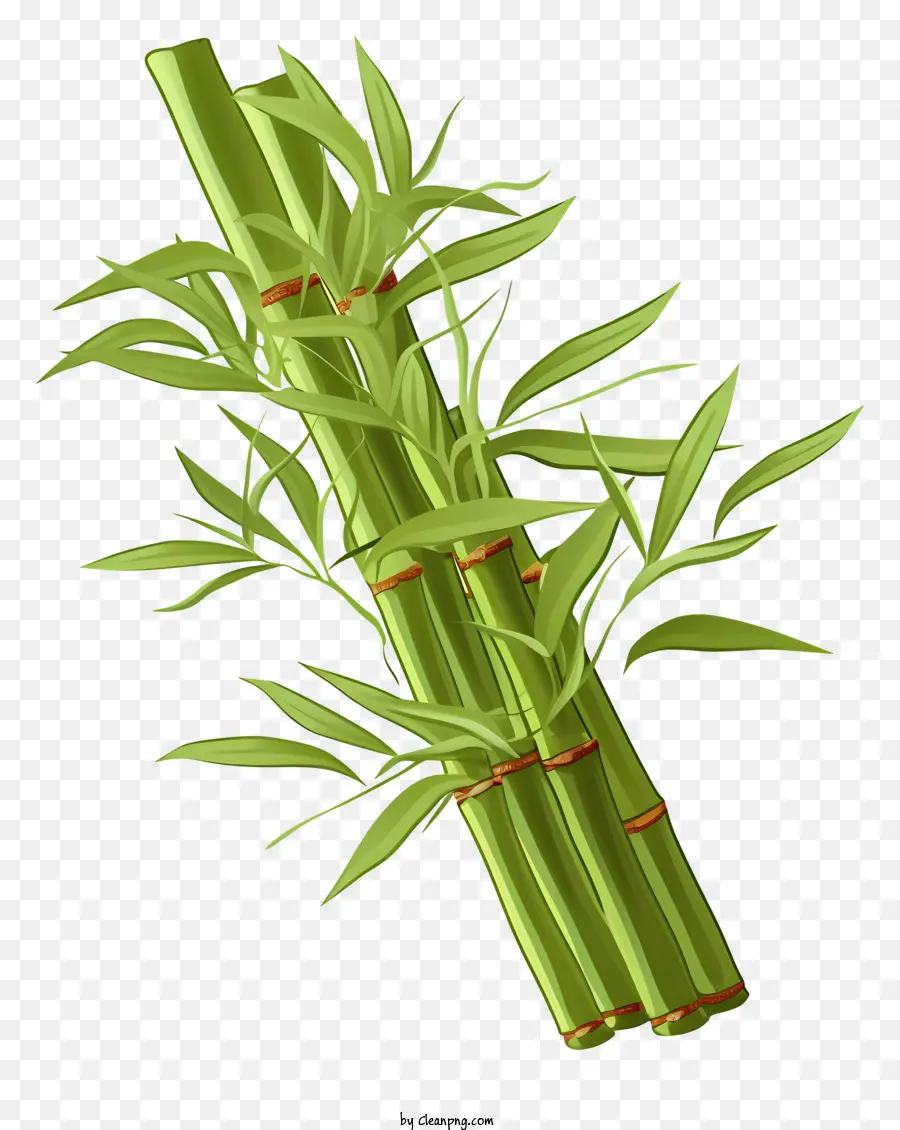 Haste Plana De Bambu，Bambu PNG