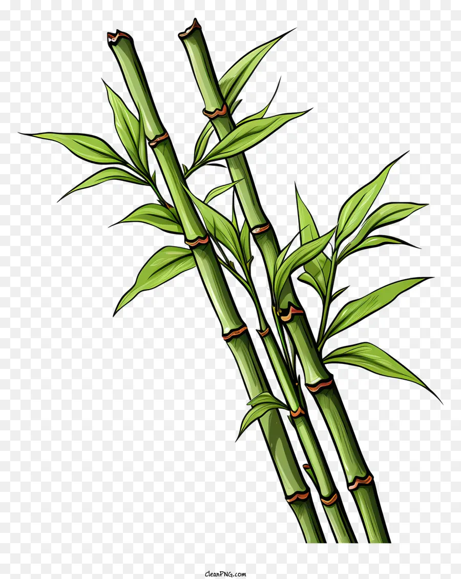 Caule De Bambu No Estilo De Esboço，Broto De Bambu PNG