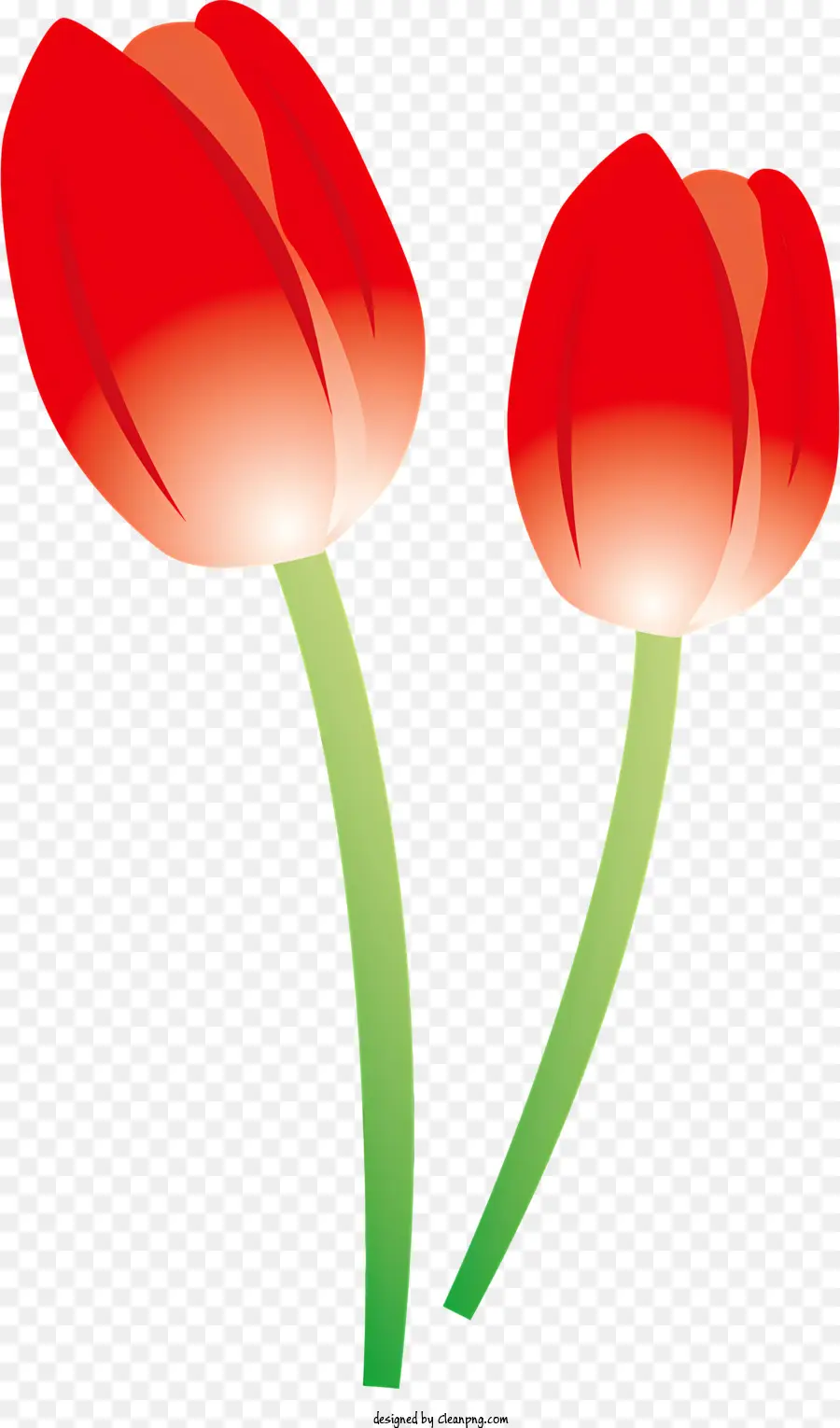 Tulipas Vermelhas，Folhas Verdes PNG