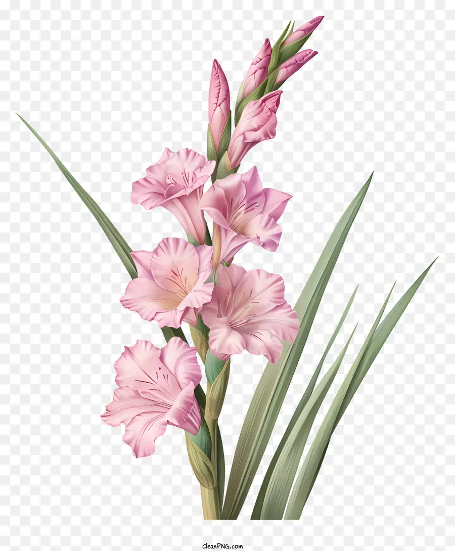 Gladiolus，Flor Rosa PNG