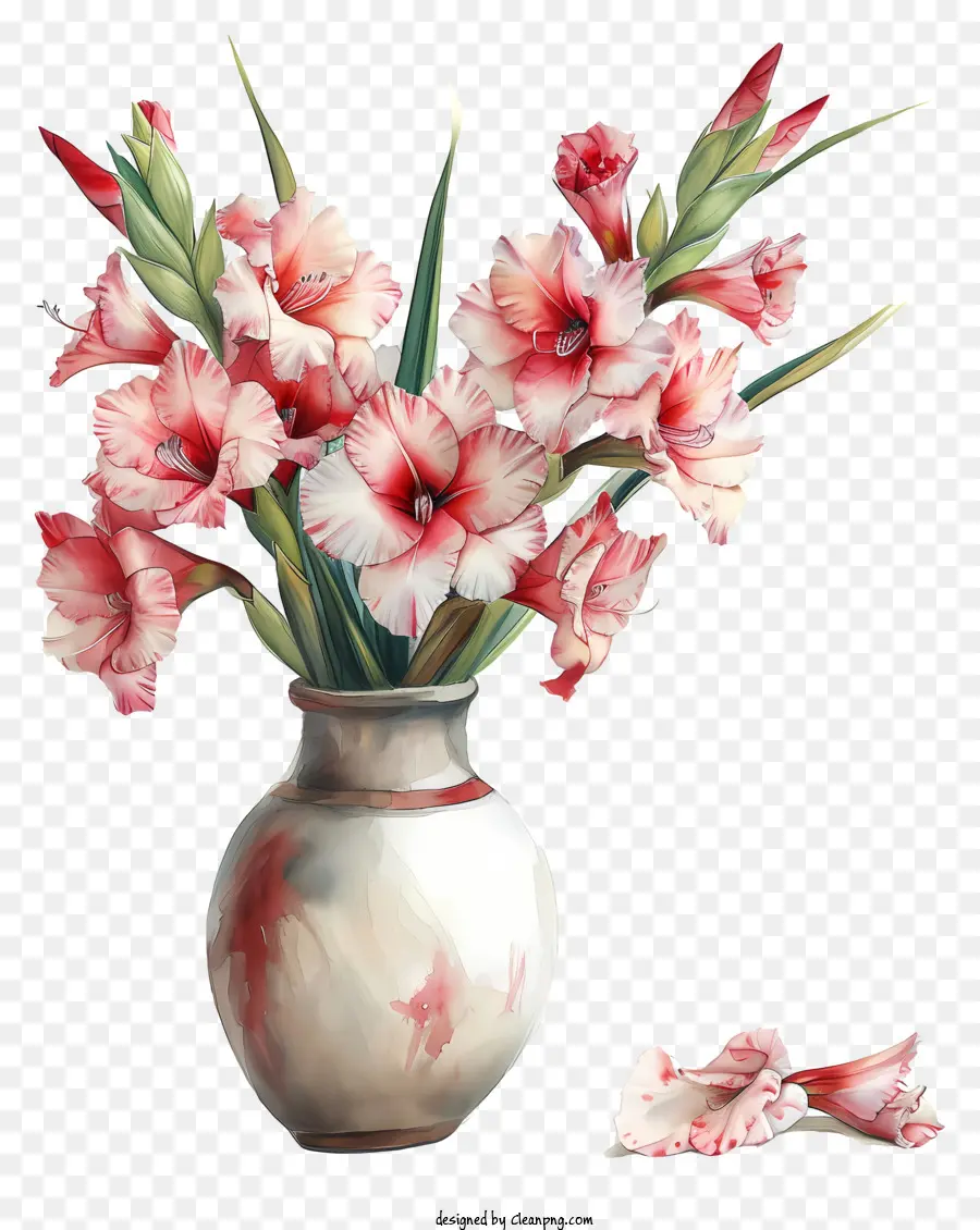Gladiolus，Vaso PNG