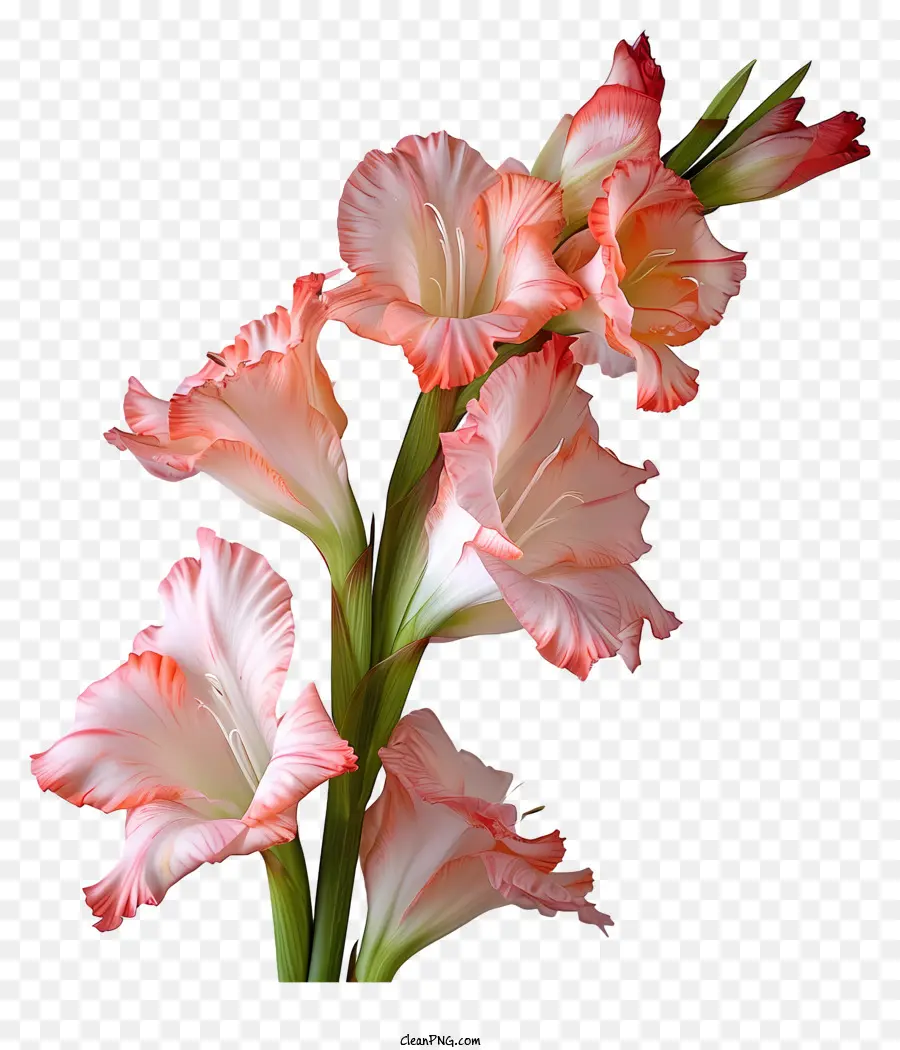 Gladiolus，Asters Rosa E Branco PNG