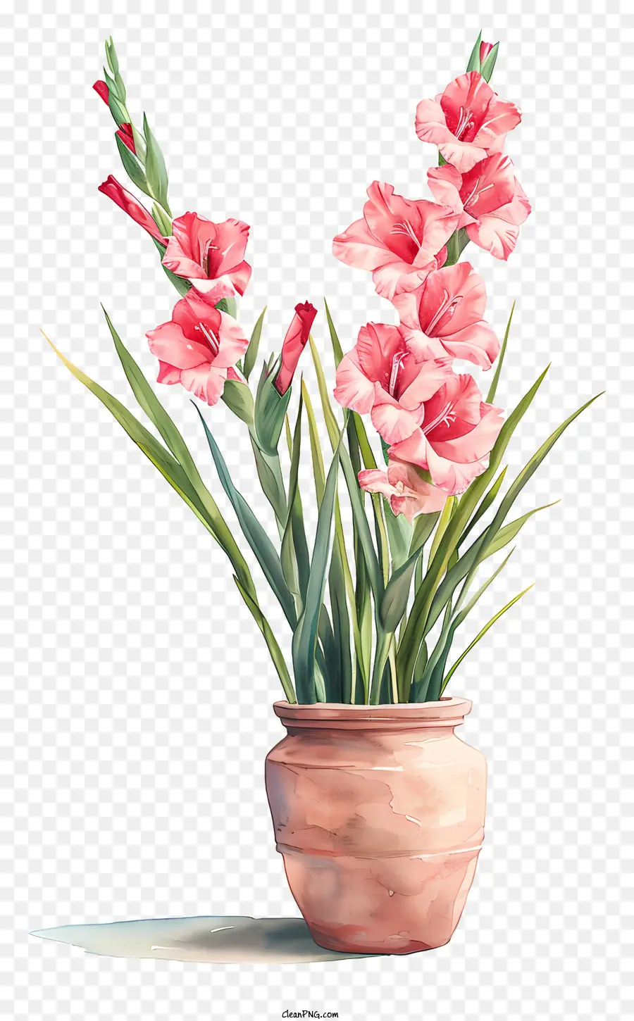 Gladiolus，Pintura Em Aquarela PNG