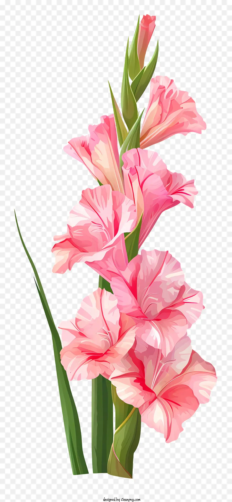 Gladiolus，Flores De Gomatos PNG