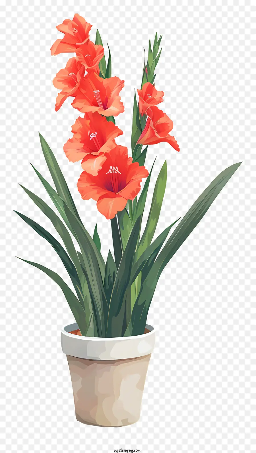 Gladiolus，Vaso De Flor PNG