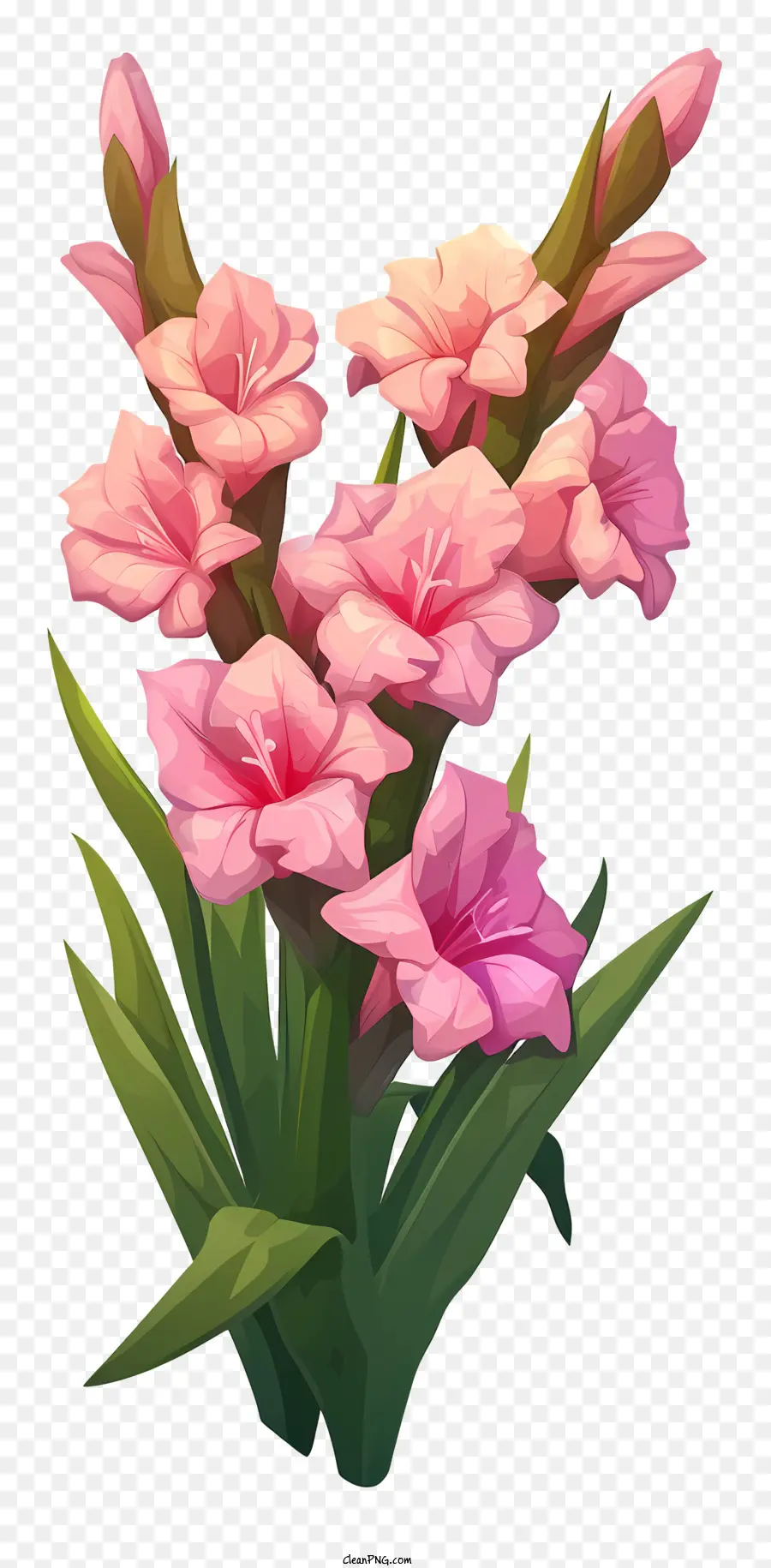 Gladiolus，Flores Cor De Rosa PNG