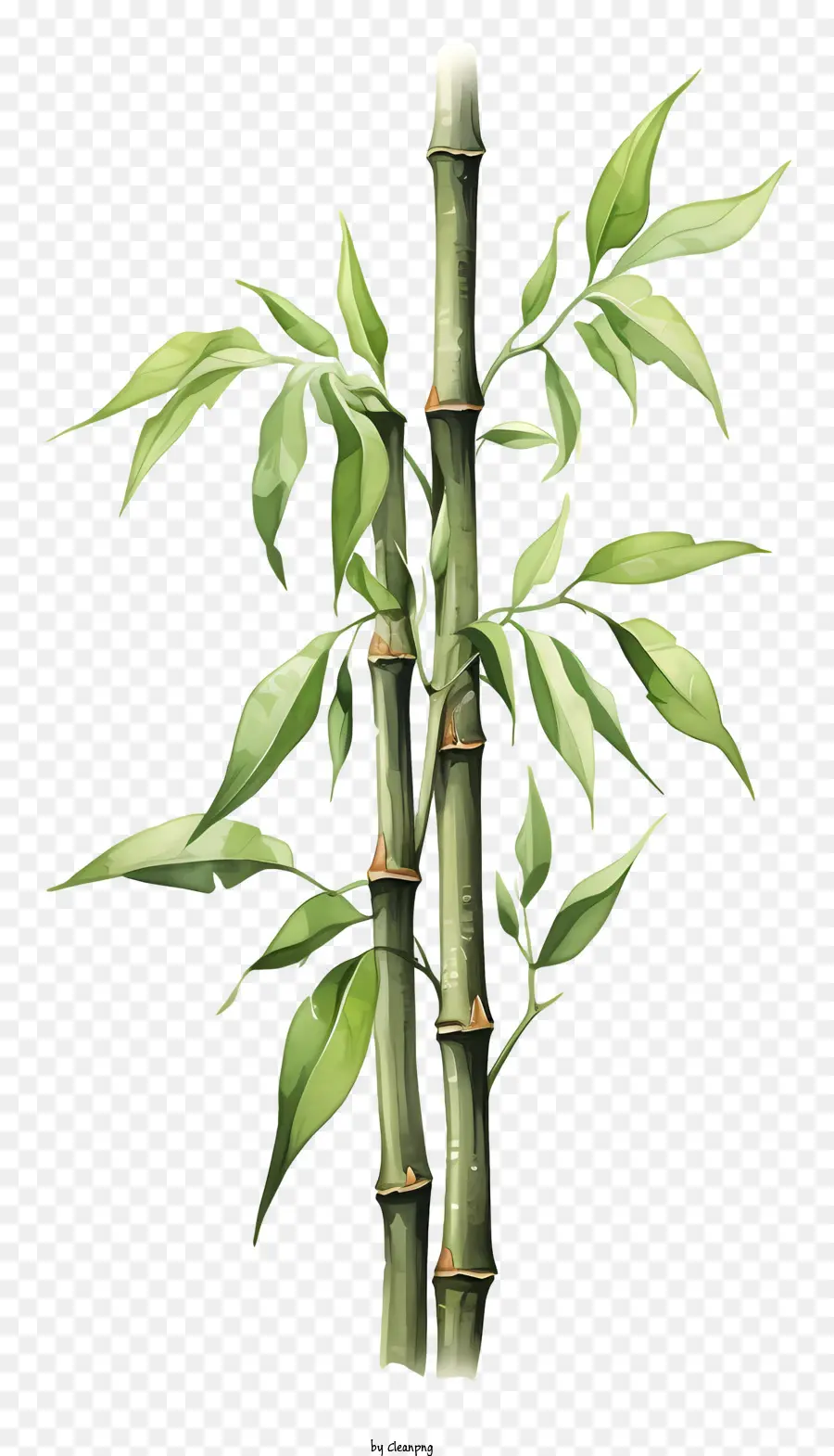 Haste De Bambu Em Aquarela，árvore De Bambu PNG